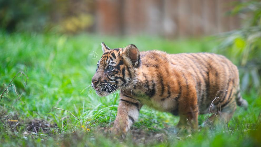 Tygři sumaterští ve vratislavské zoo (11)