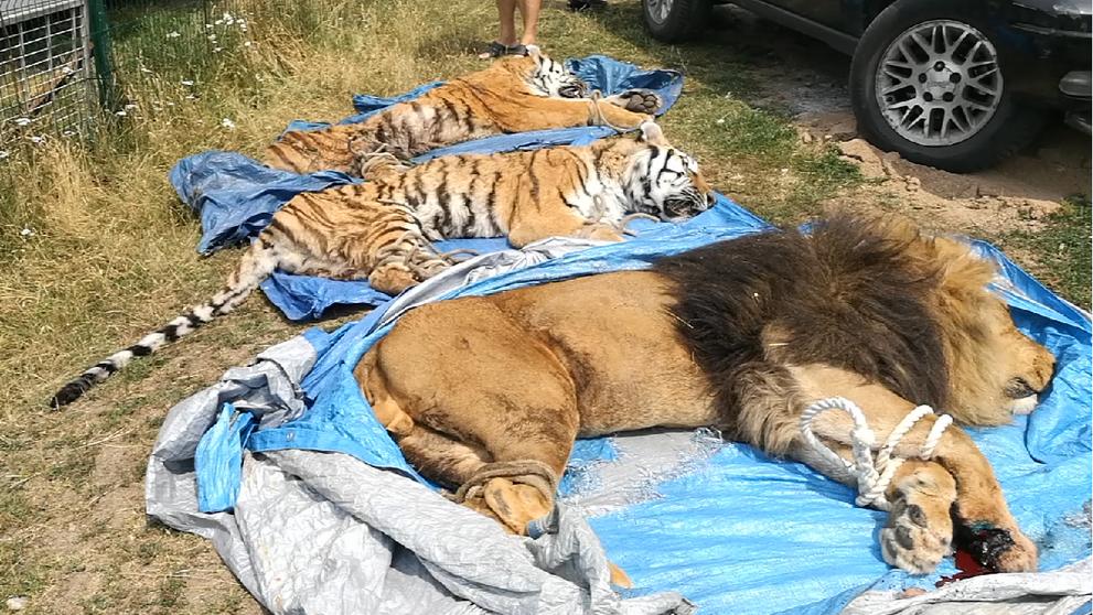 Útěk lva a dvou tygrů na Hradecku