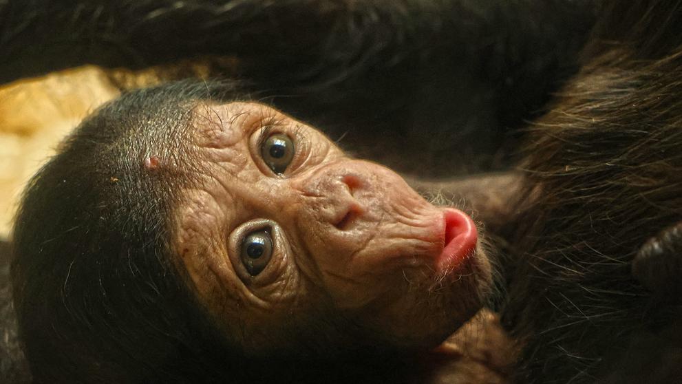 Mládě šimpanze v Plzeňské zoo (2)