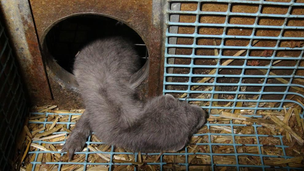 Zubožená zvířata na kožešinových farmách - 15