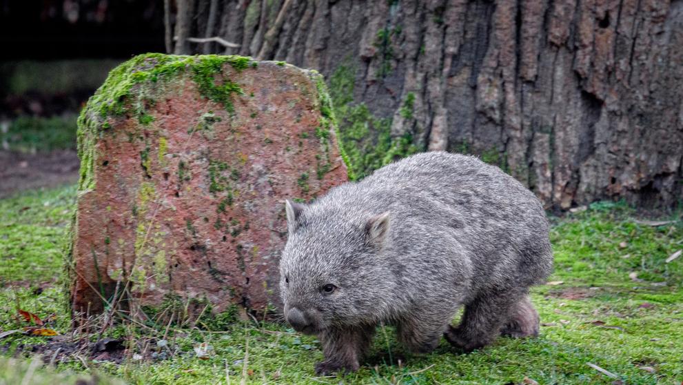 Vombat v pražské zoo