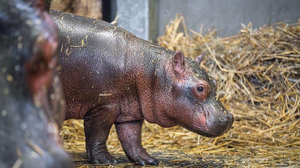 zoo-dvur-hroch2