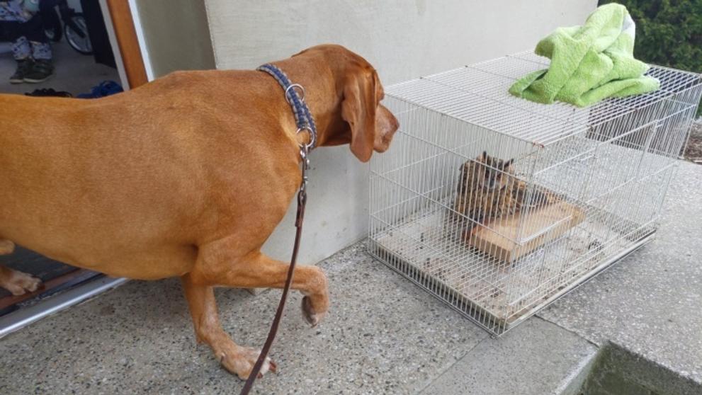 Profesionální hasič s loveckým psem zachránili zraněného výra - 3