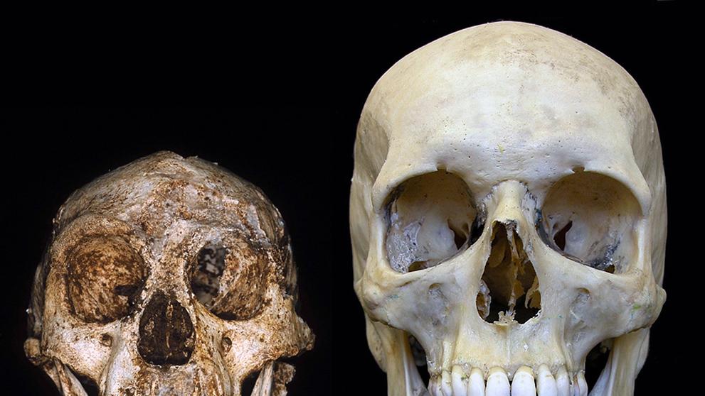 Srovnání velikosti lebky Homo floresiensis s lebkou Homo sapiens