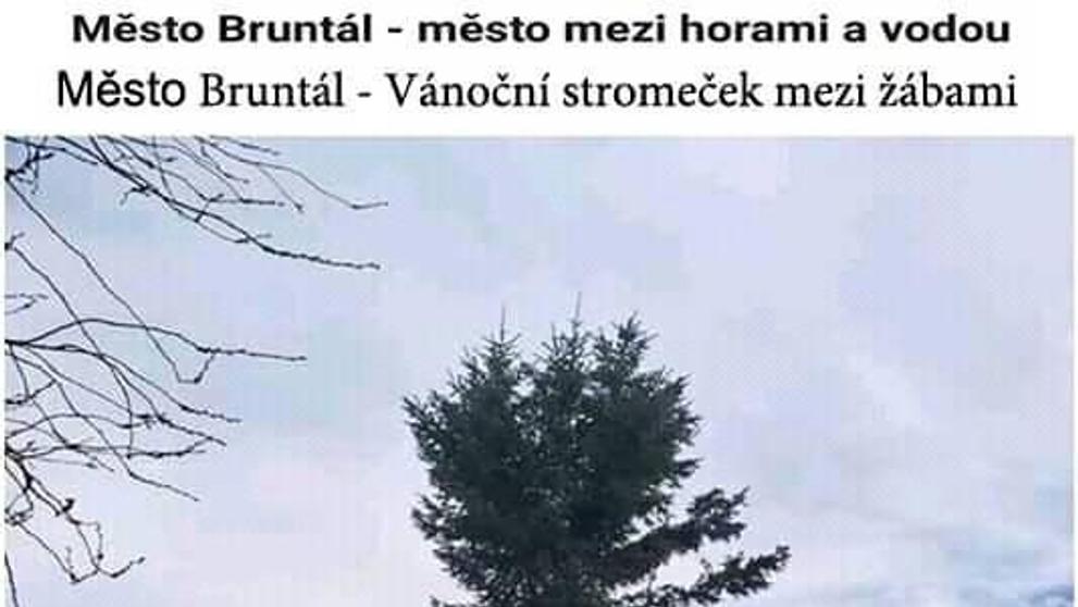 Vánoční stromy ve městech 2019 - 5