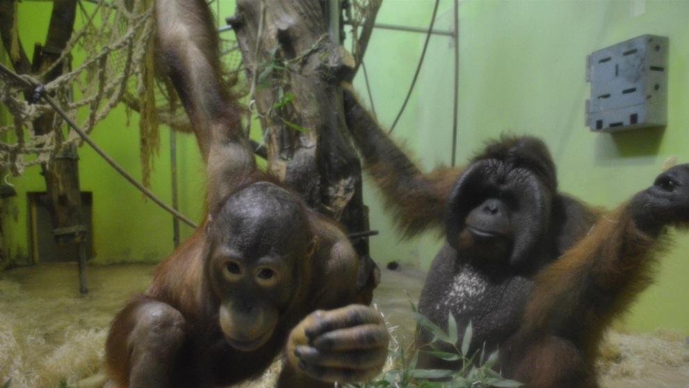 Orangutan Ňuňák