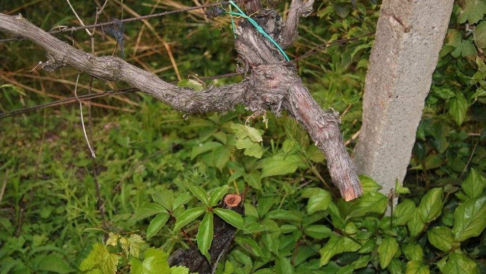 Vandal řádil ve vinohradu na Zlínsku