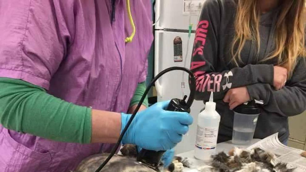 Veterináři kočce dredy oholili