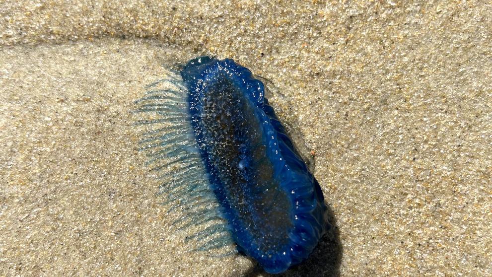 Modrý žahavec Velella velella (1)