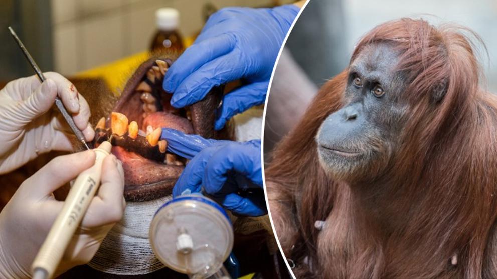 Orangutan u zubaře