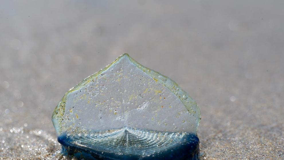 By-the-Wind Sailor (Velella Velella)