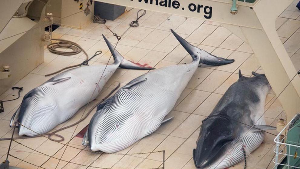 Sea Shepherd versus velrybáři - 3