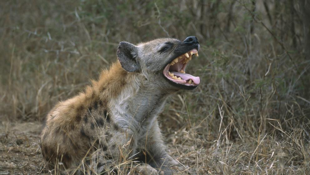 Chytrá zvířata - Hyena