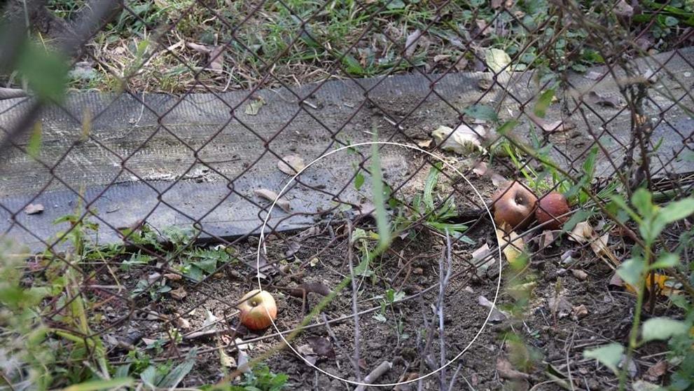 Psi zaútočili na slovenského důchodce - 7