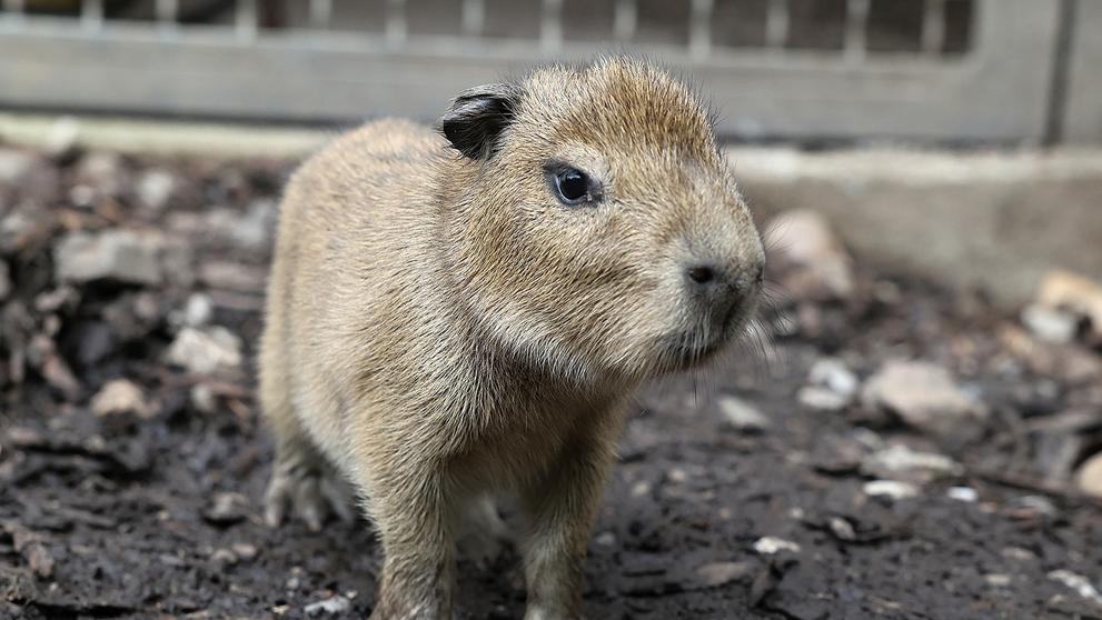 V pražské zoo se narodily malé kapybary (5)