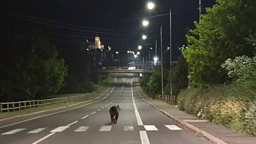 Ulicemi slovenského města se procházel medvěd - 1