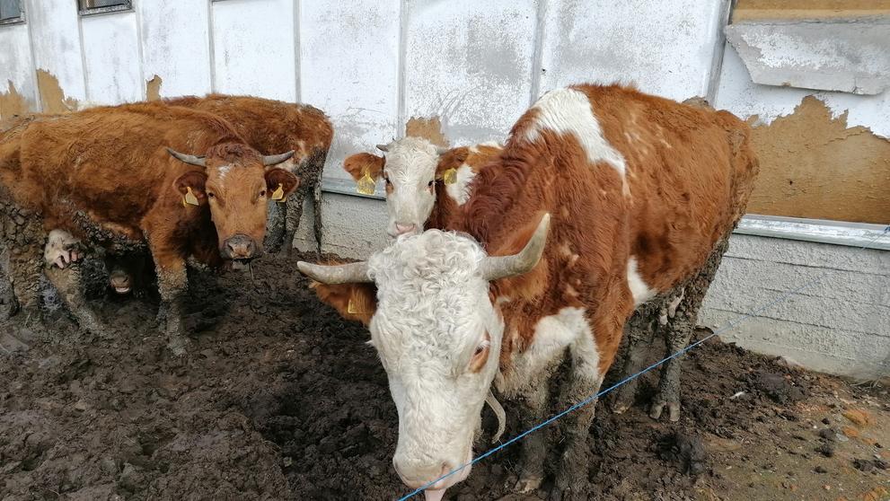 Kontrola u chovatele ve Vysoké u Hustopečí nad Bečvou
