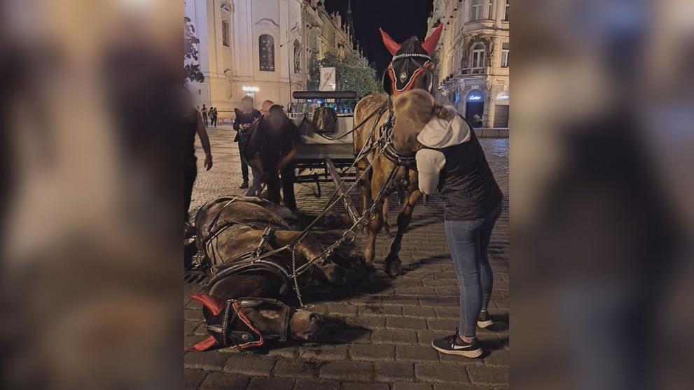 Koně na Staroměstském náměstí v Praze (3)
