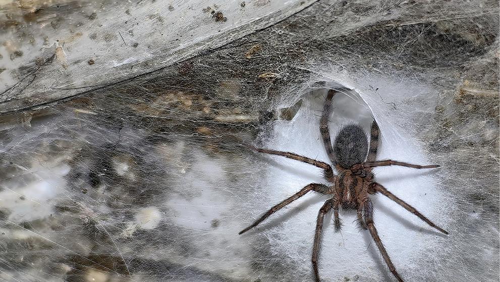 Tegenaria domestica