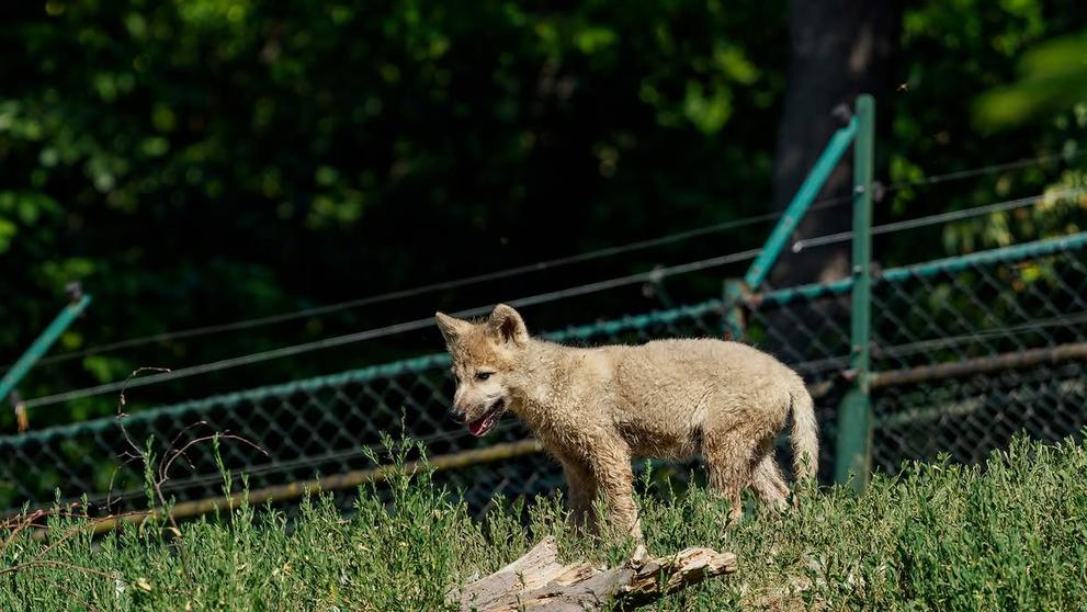 Vlk arktický v Zoo Brno