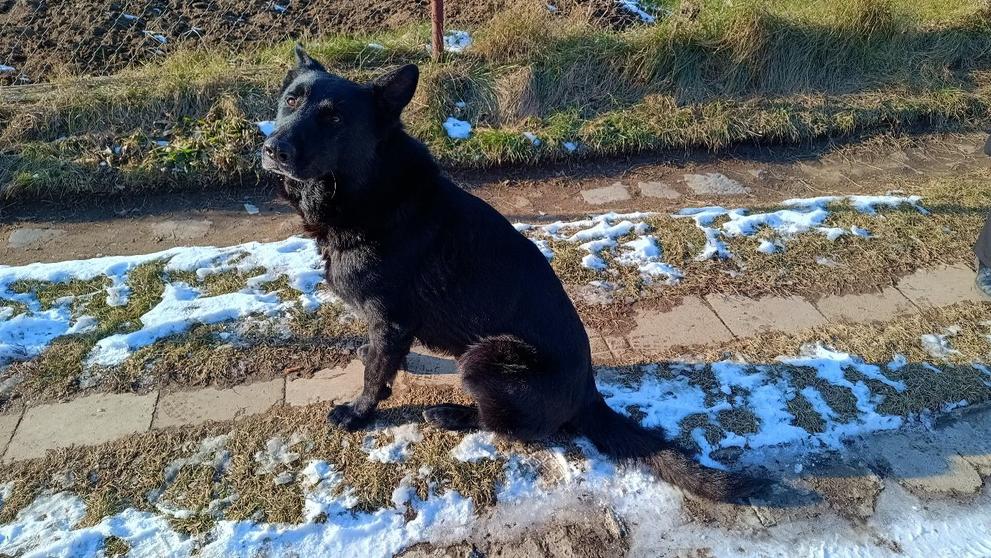 Policie nabízí lidem německého ovčáka Jorgana (2)