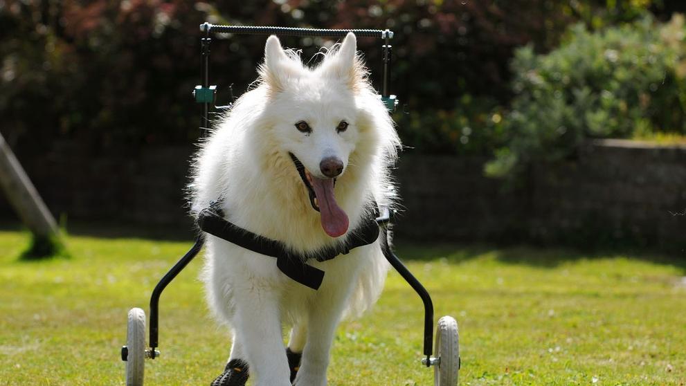 Hendikepovaní psi mají spokojený život díky těmto kolečkům - 2