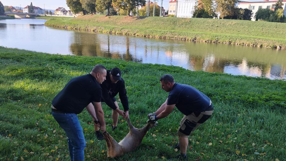 Návštěva srnce na gymnáziu