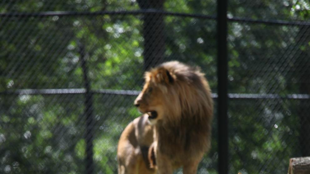 Narození lvíčat v brněnské zoo - 2
