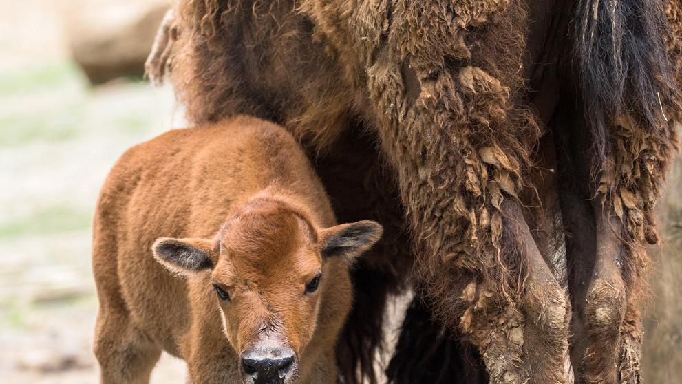 V brněnské zoo se narodil velbloudí kluk a bizoní holka - 3