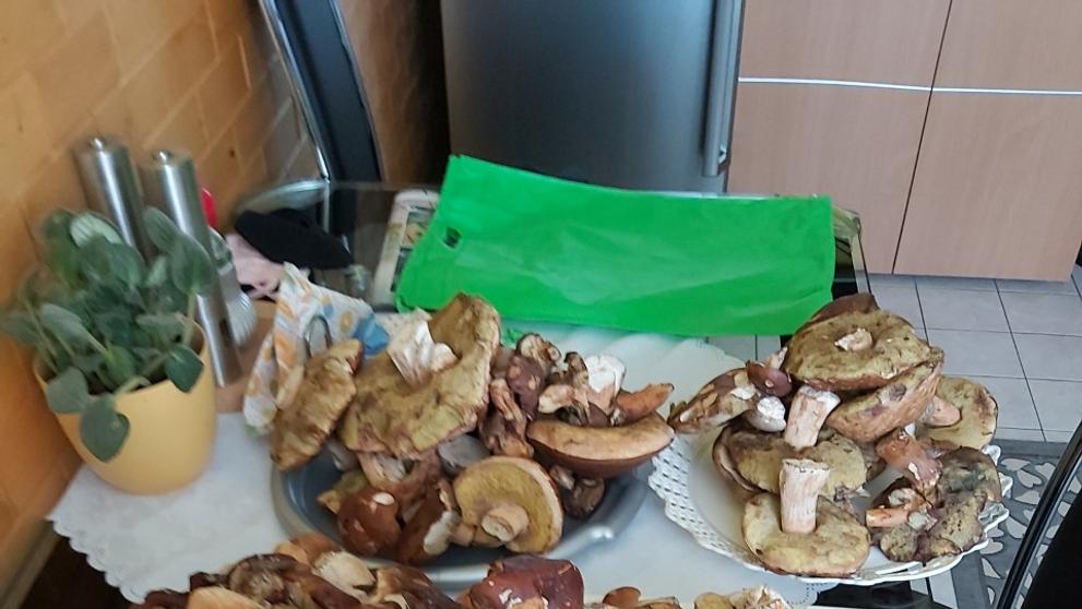 Houbařské úlovky od čtenářů TN.cz