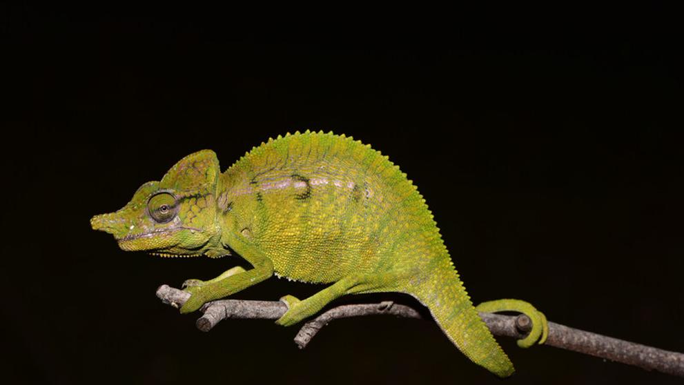 Voeltzkow's Chameleon - 2