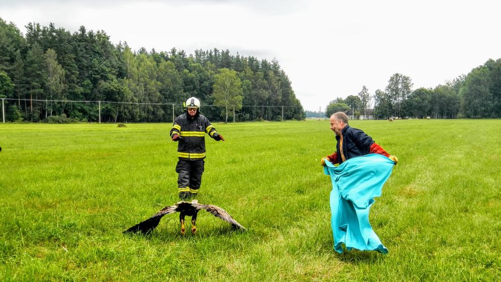 Odchyt orla mořského