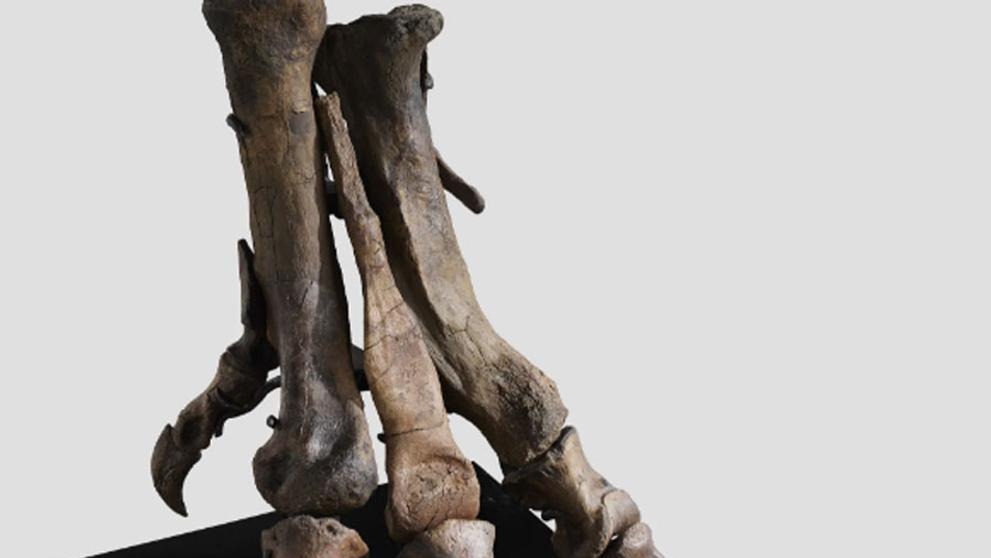 Tyrannosaur rex (6)