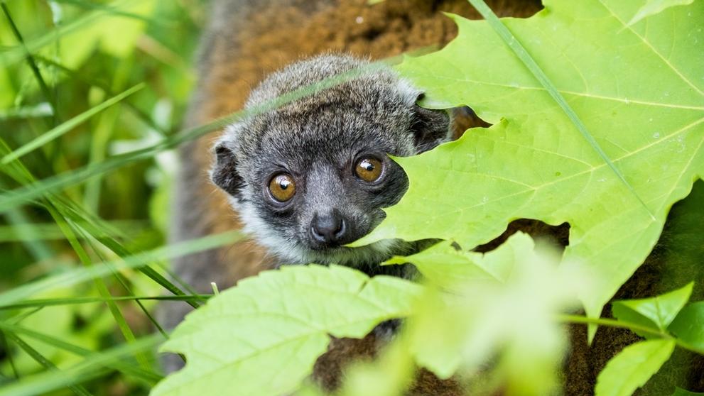 Mládě lemura mongoz - 2