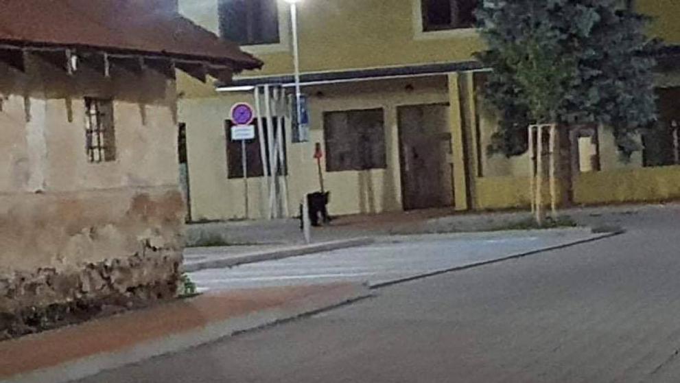 Ulicemi slovenského města se procházel medvěd - 2