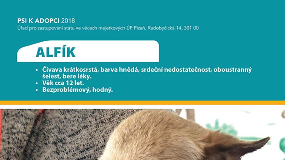 Pejsek k adopci