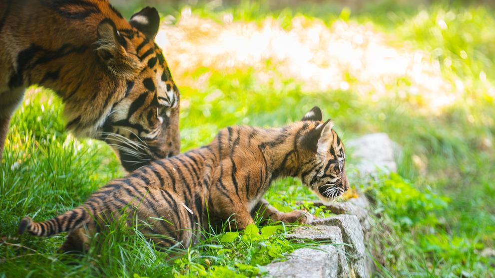 Tygři sumaterští ve vratislavské zoo (9)