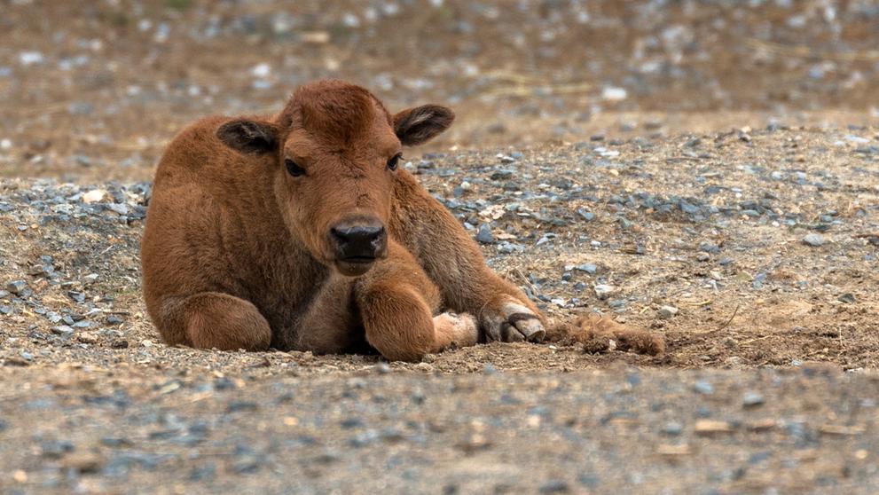 V brněnské zoo se narodil velbloudí kluk a bizoní holka - 1