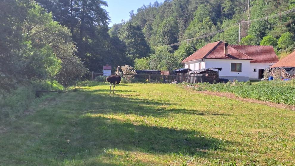 Odchyt pštrosa na Boskovicku