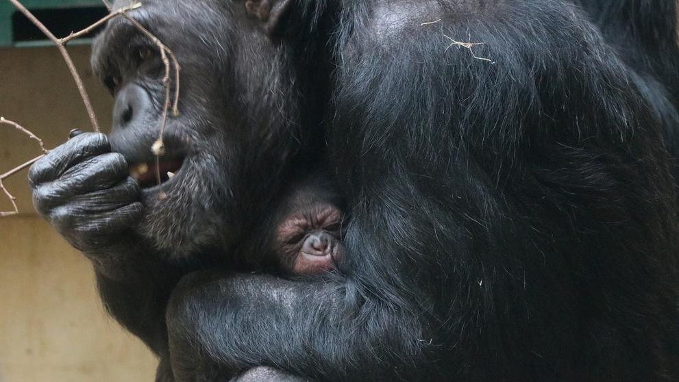 V Zoo Plzeň se narodilo mládě šimpanze - 1