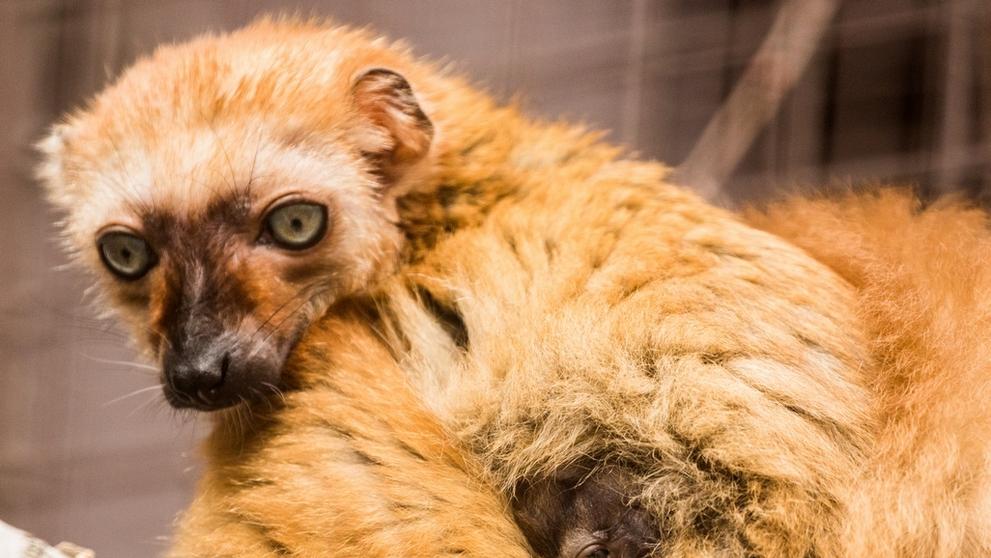 Lemur Sclaterův - 2
