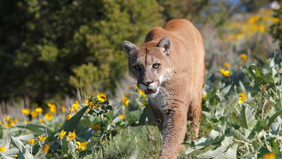 Puma americká, ilustrační