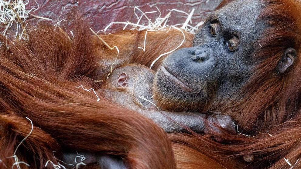 V pražské zoo se narodilo orangutaní mládě - 4