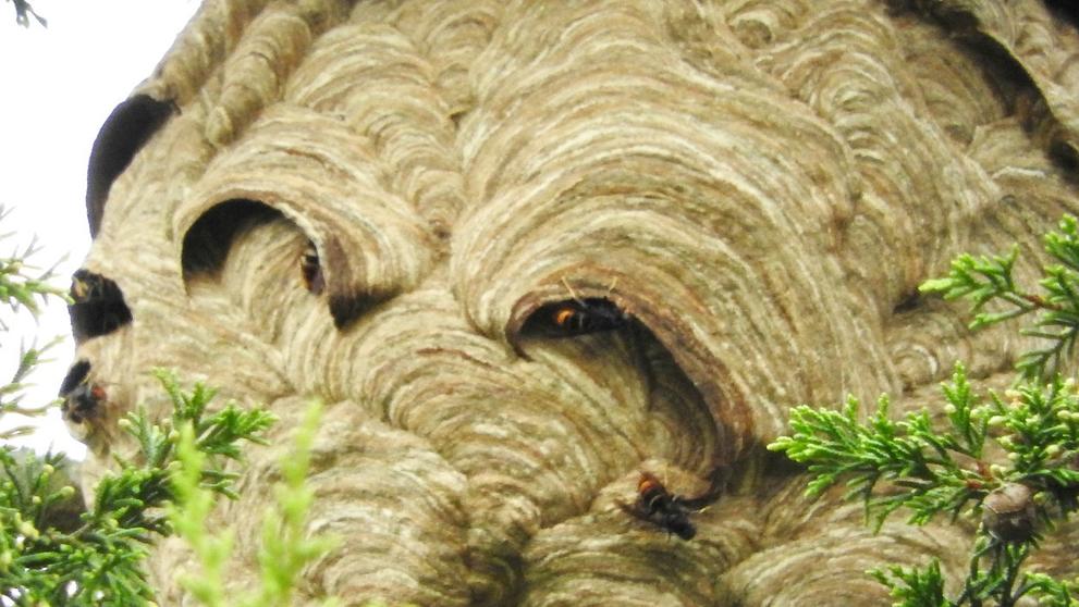 Obří hnízdo smrtících sršňů - 2