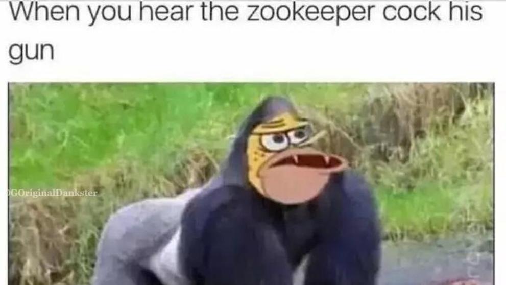 Harambe - 4