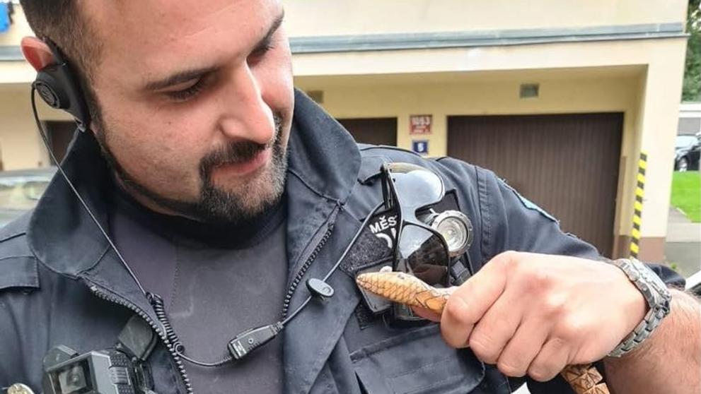 Nahlášený had v Dubrovnické ulici