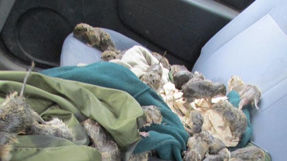 Povodeň na Slovensku vyplavila kolonii syslů - 2
