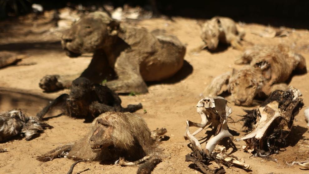 Zoo hrůzy v Palestině - 1