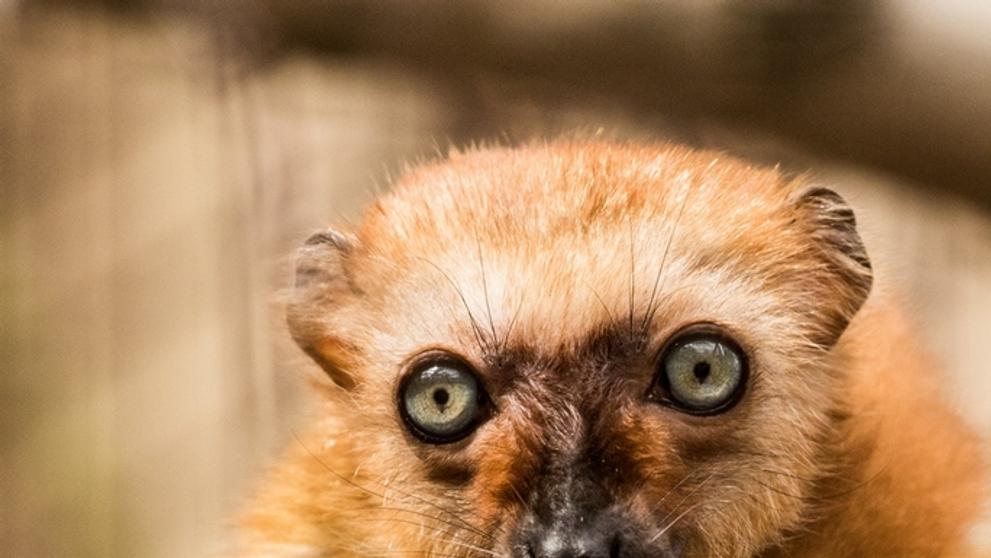 Lemur Sclaterův - 1