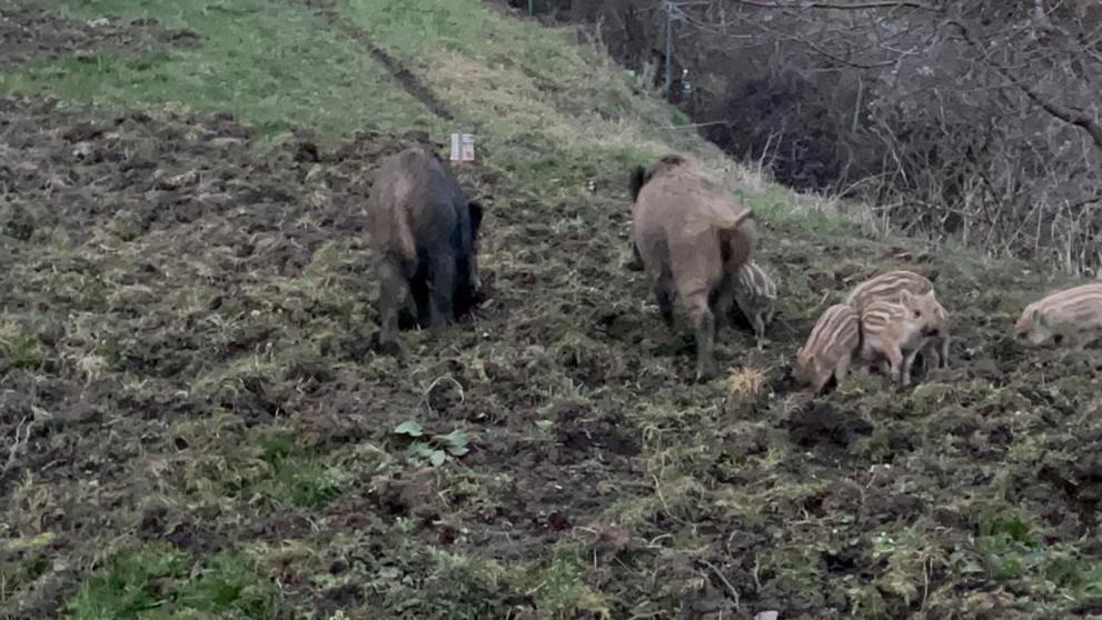 Divoká prasata v areálu pražské Nemocnice Na Homolce - 12